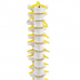 Thoracic Spine Model